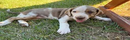 Catahoula Leopard Dog dogs for sale: Arrow - Ad 2