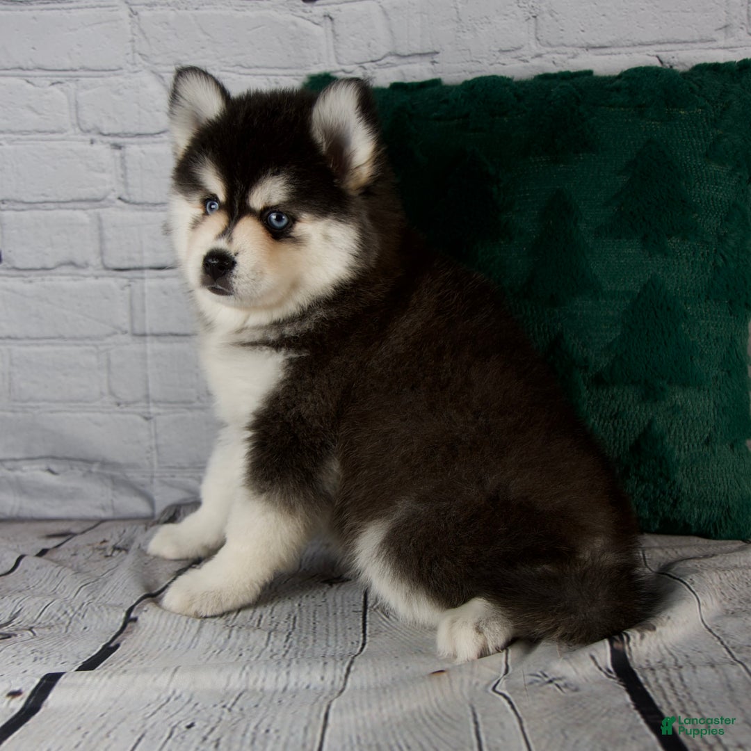 Pomsky dogs for sale: Gina - Ad 5