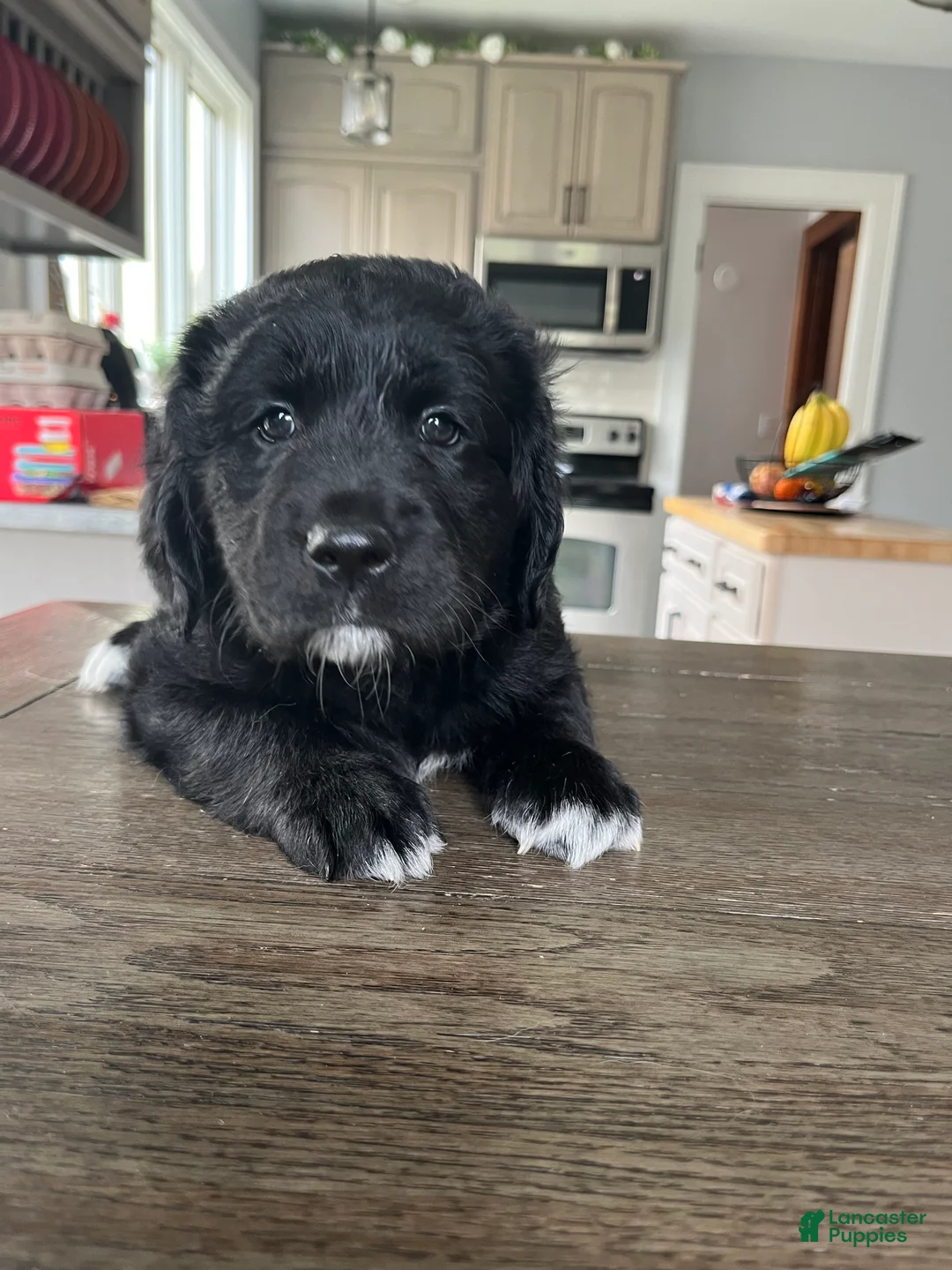 Mixed Breed dogs for sale: Meet Emma! - Ad 2