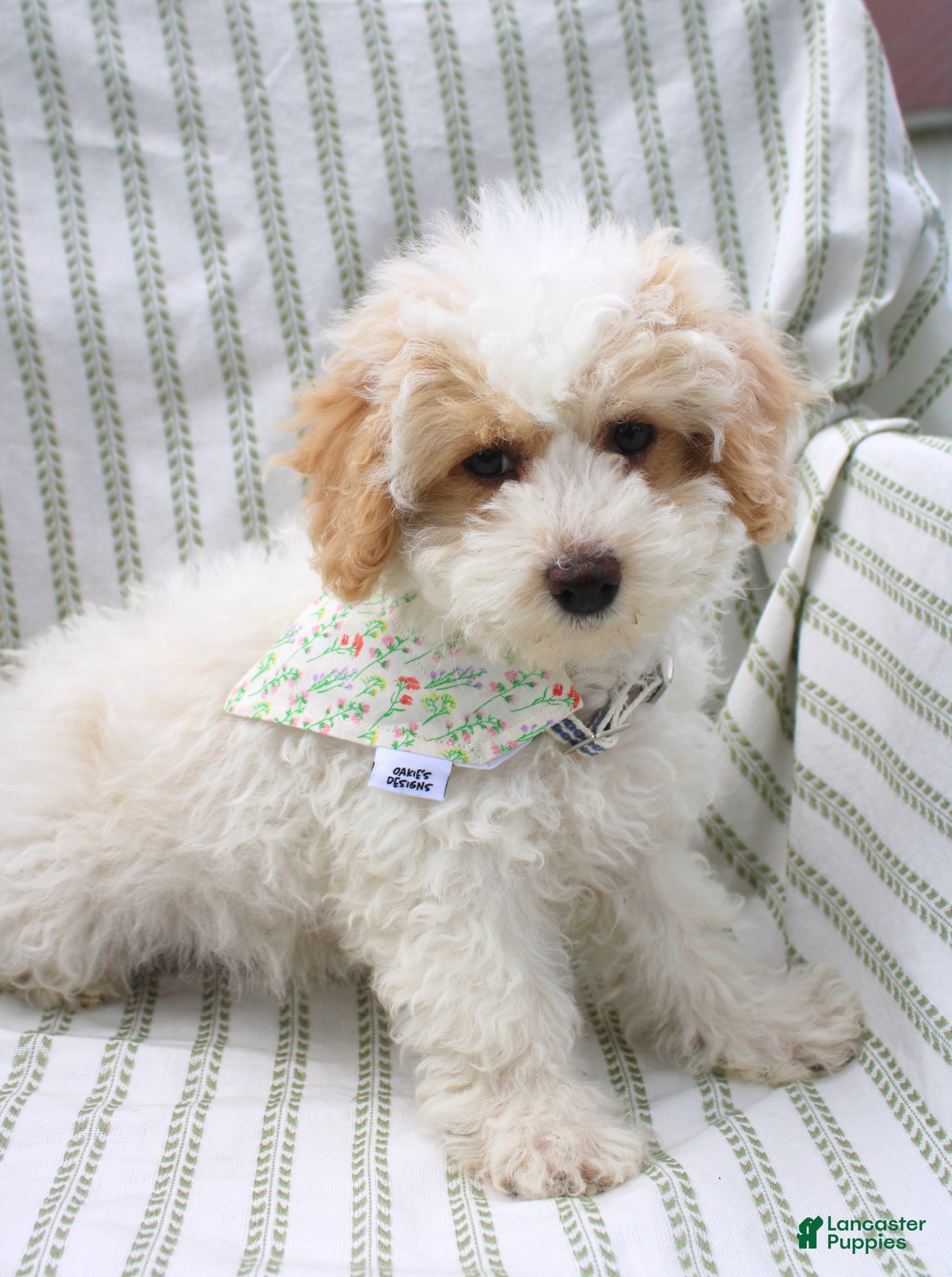 Bichpoo dogs Birdie - Ad 1