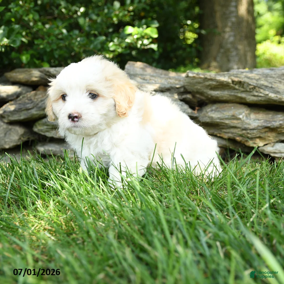 Maltipoo dogs for sale: Scooter - Ad 5