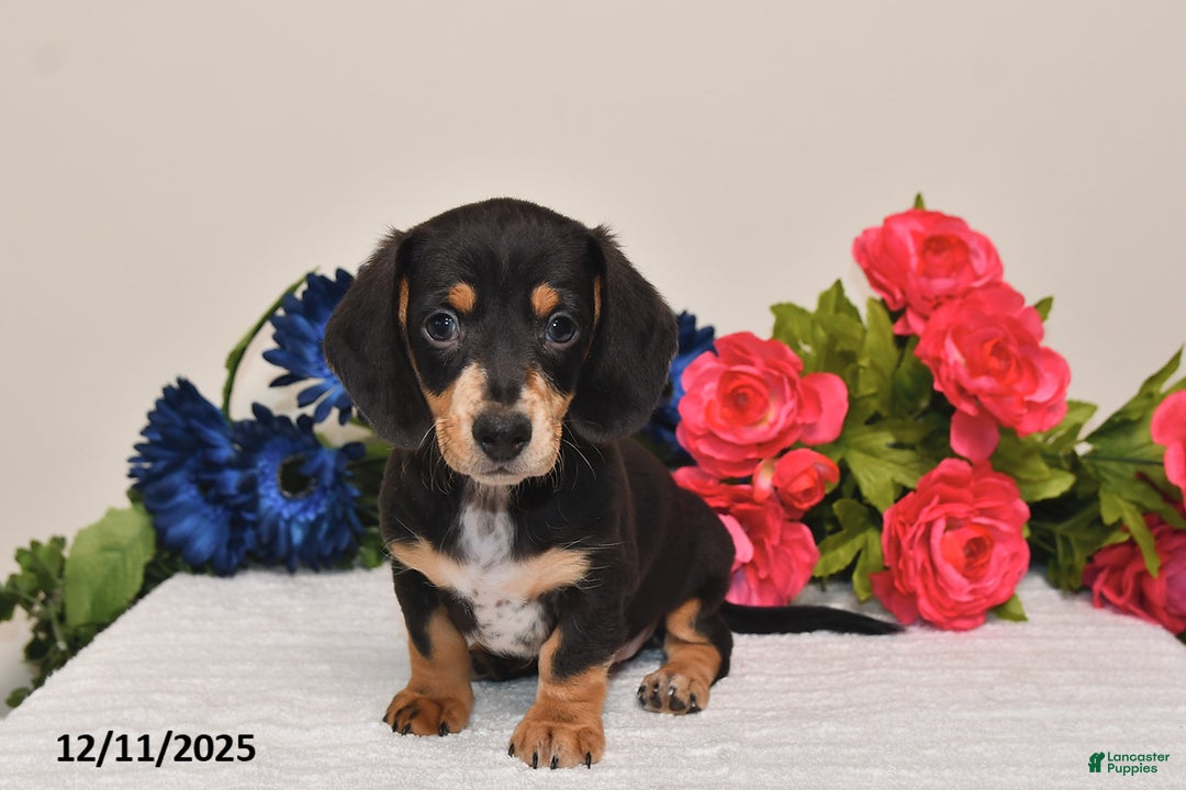 Miniature Dachshund dogs for sale: Rowdy - Ad 5