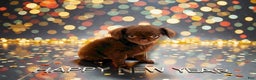 Chihuahua dogs for sale: Wilford - Ad 3