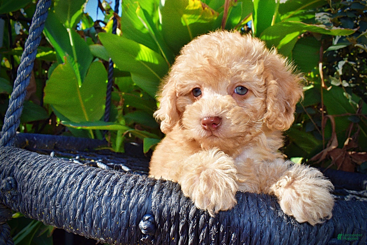 Havapoo dogs for sale: Dr. Pepper - Ad 2