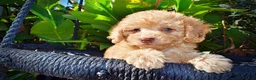 Havapoo dogs for sale: Dr. Pepper - Ad 2