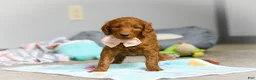 Goldendoodle dogs for sale: Lulu F1b - Ad 6