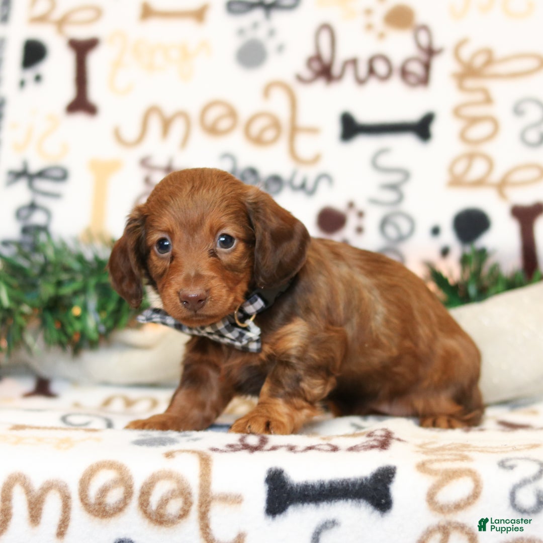 Miniature Dachshund dogs for sale: Isabella - Ad 3