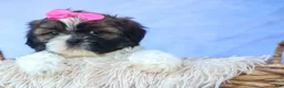 Shih Tzu dogs for sale: RUBY - Ad 5