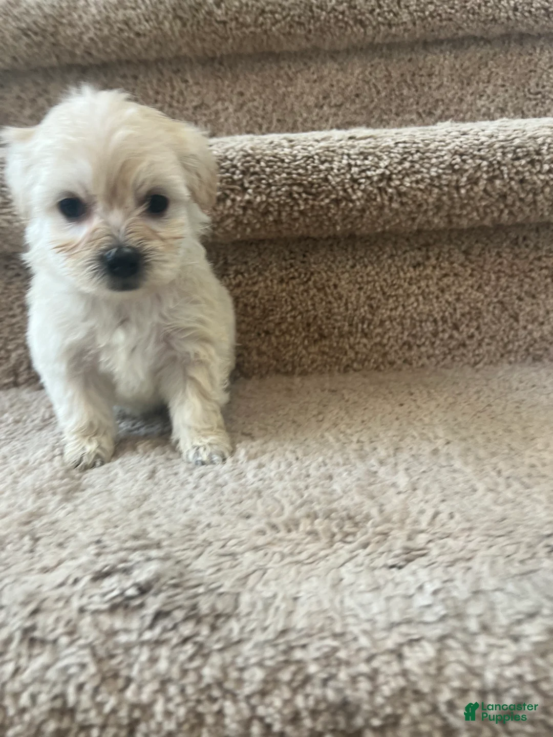Maltipoo dogs for sale: Briana - Ad 8