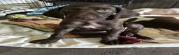 German Shorthaired Pointer dogs for sale: Honor - Ad 3