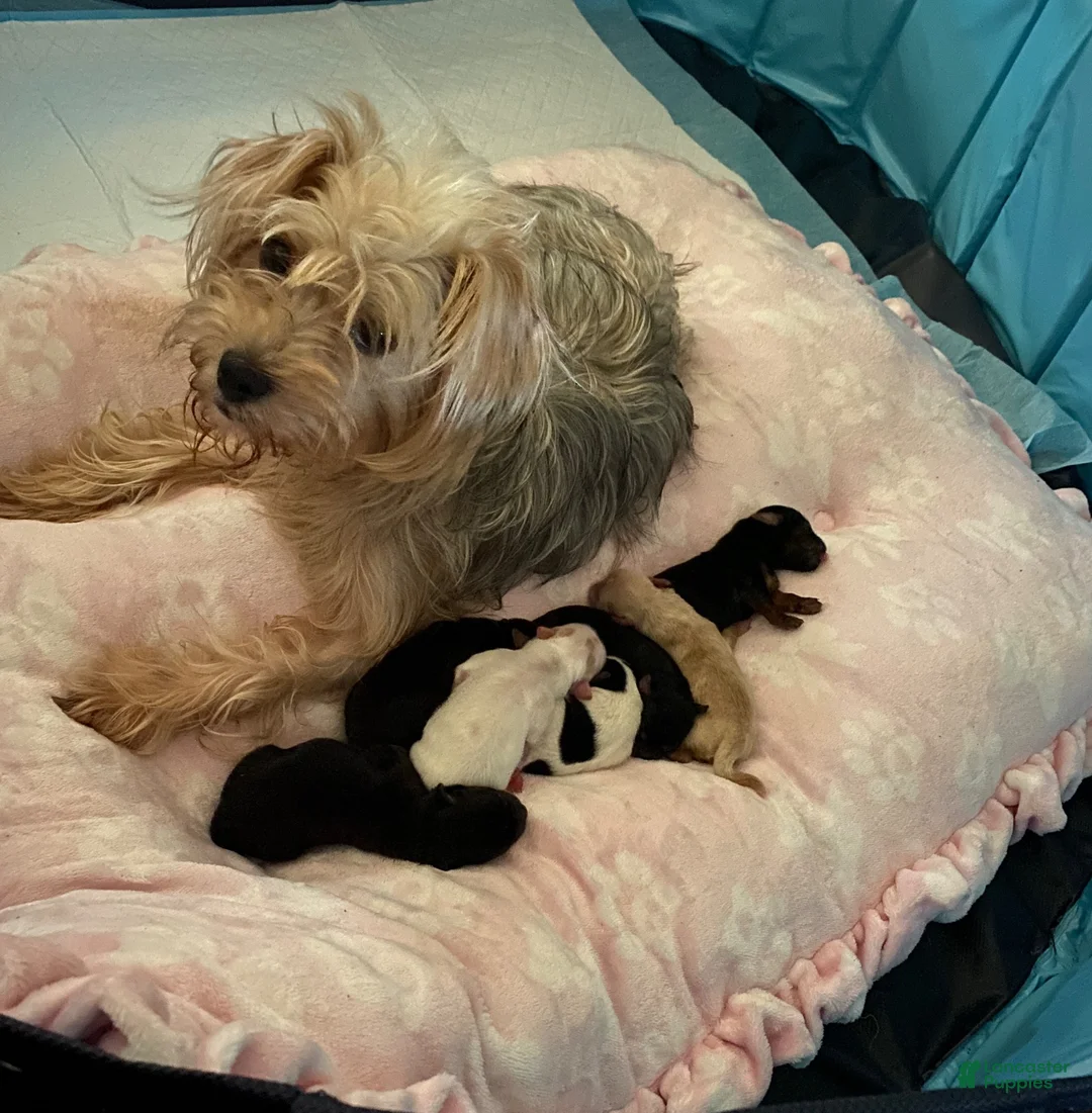 Shorkie dogs for sale: Sniper  - Ad 2
