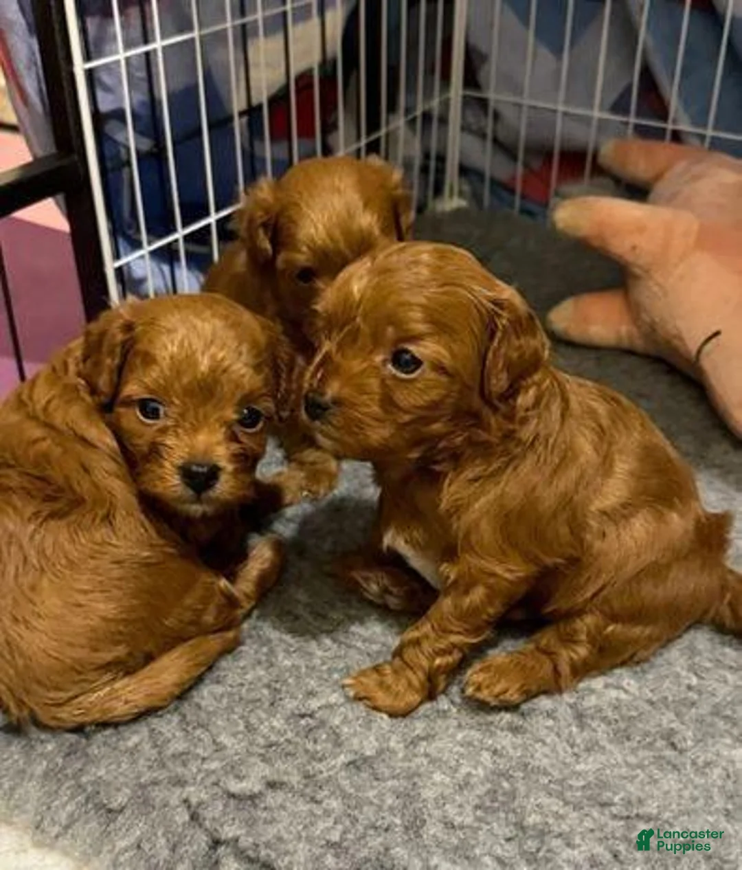 Cavapoo dogs for sale: Kate - Ad 3