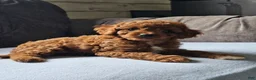 Cavapoo dogs for sale: Kona - Ad 4