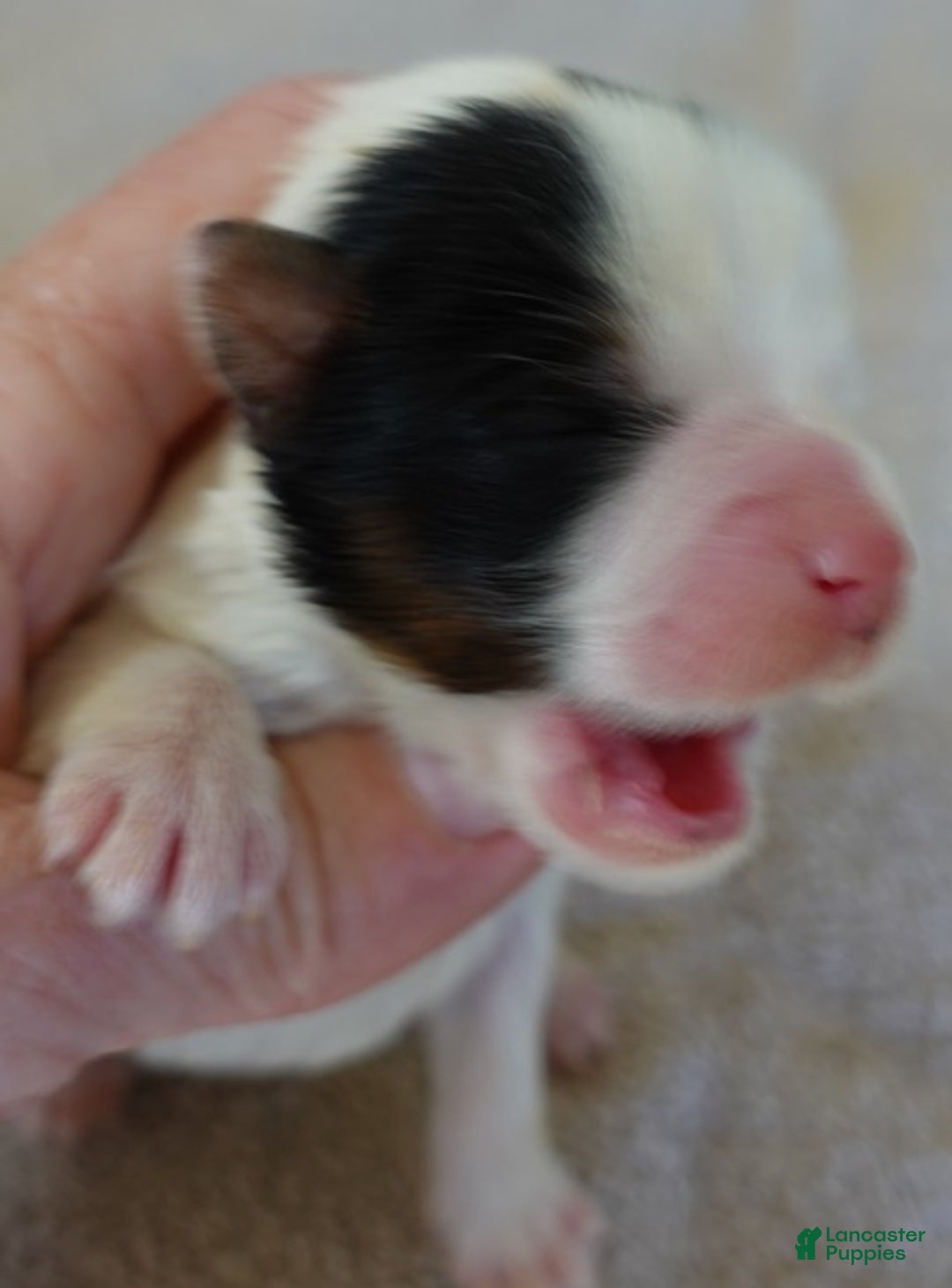 Yorkshire Terrier dogs for sale: Zuri exotic parti - Ad 6