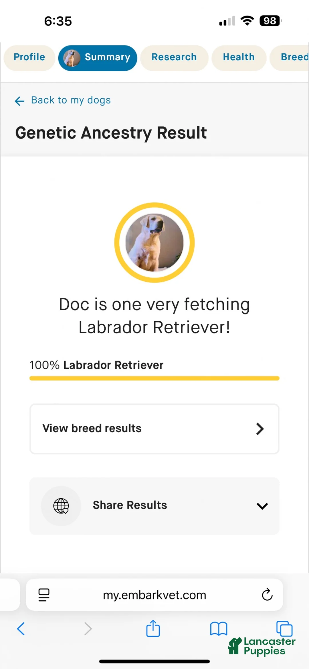Labrador Retriever dogs for stud: This is Doc  - Ad 2