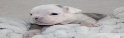 English Bulldog dogs for sale: Hayes - Ad 5