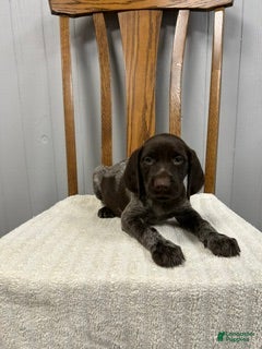 German Shorthaired Pointer dogs Quinn - Ad 2