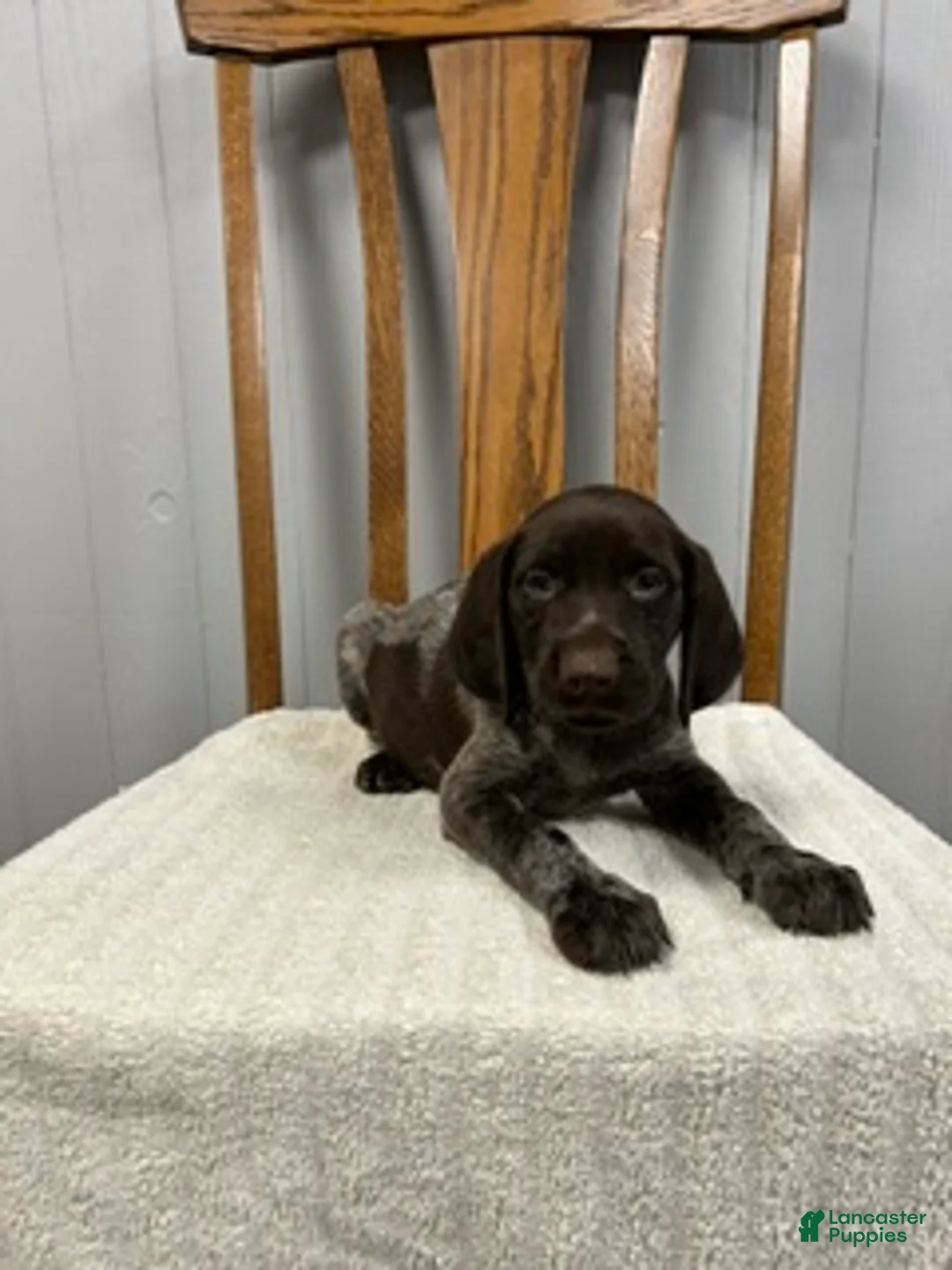 German Shorthaired Pointer dogs for sale: Quinn - Ad 2