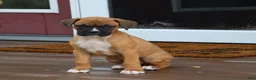 Boxer dogs for sale: Pedro - Ad 2