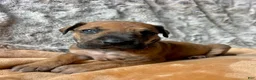Great Dane dogs for sale: Wilma - Ad 2