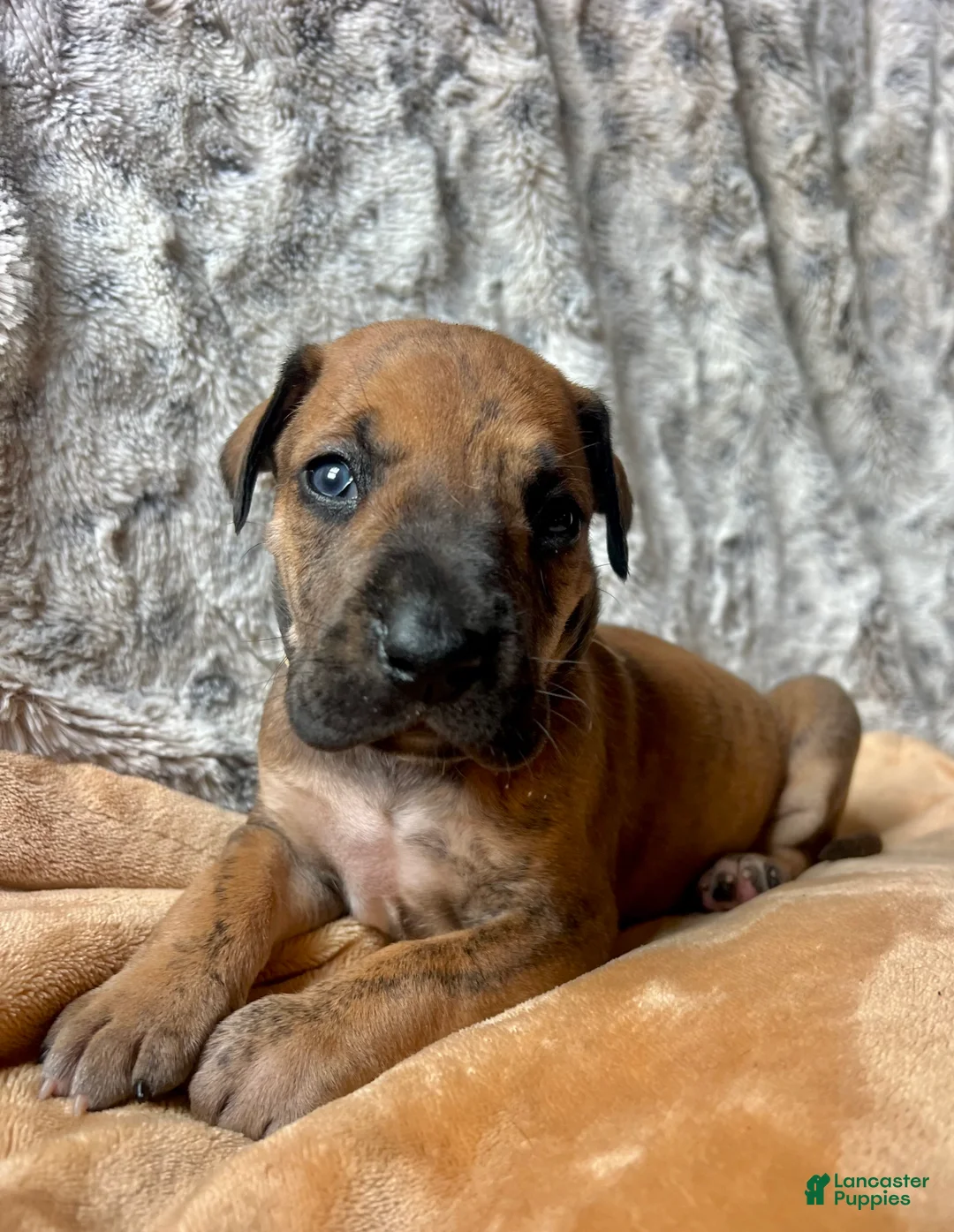 Great Dane dogs for sale: Wilma - Ad 2