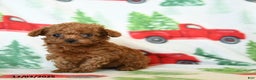 Toy Poodle dogs for sale: Velvet - Ad 3