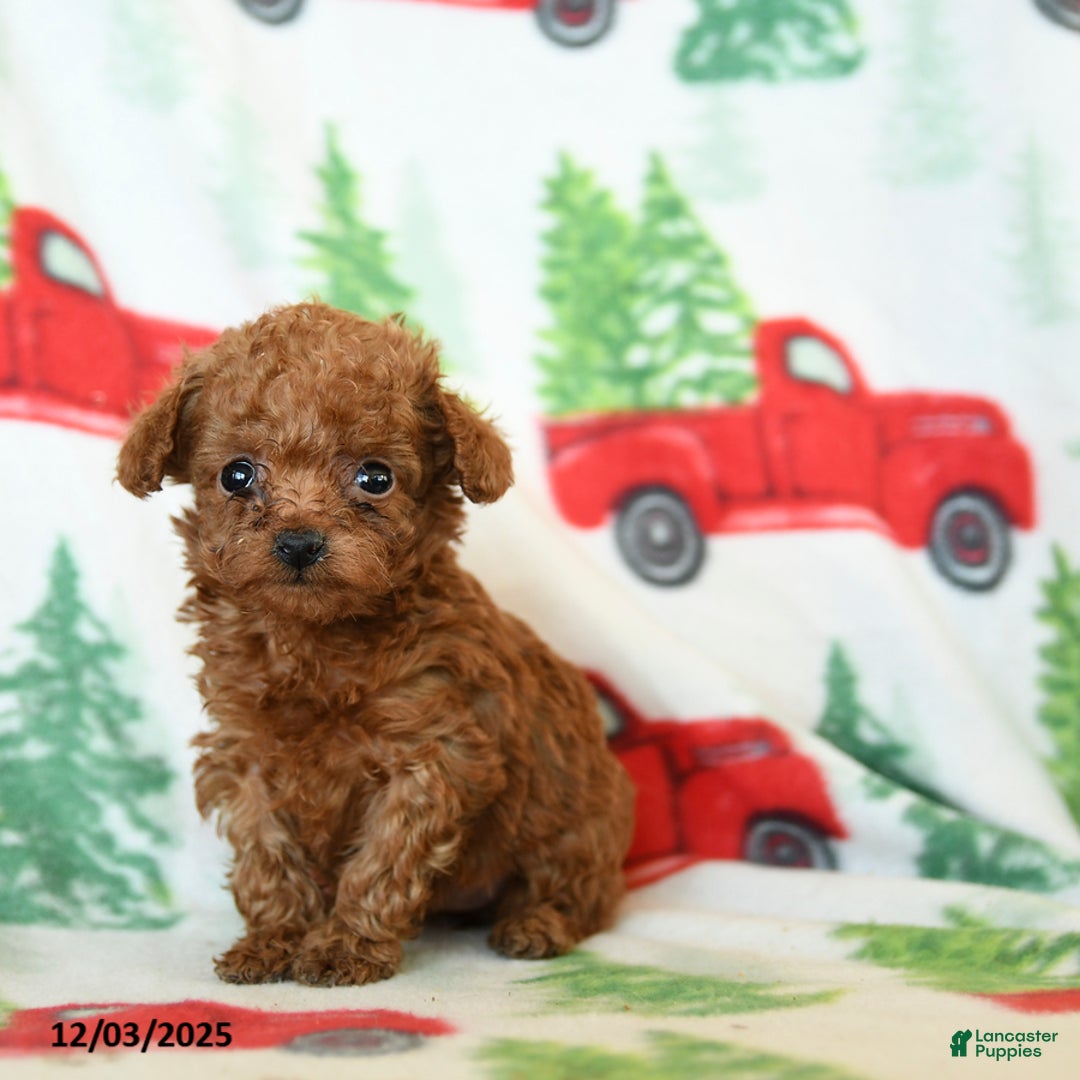 Toy Poodle dogs for sale: Velvet - Ad 3
