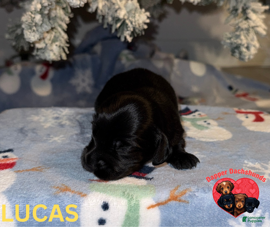 Miniature Dachshund dogs Lucas - Ad 5