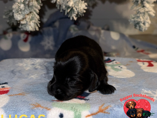 Miniature Dachshund dogs Lucas - Ad 5
