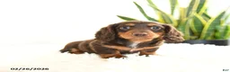 Miniature Dachshund dogs for sale: Ruby - Ad 5