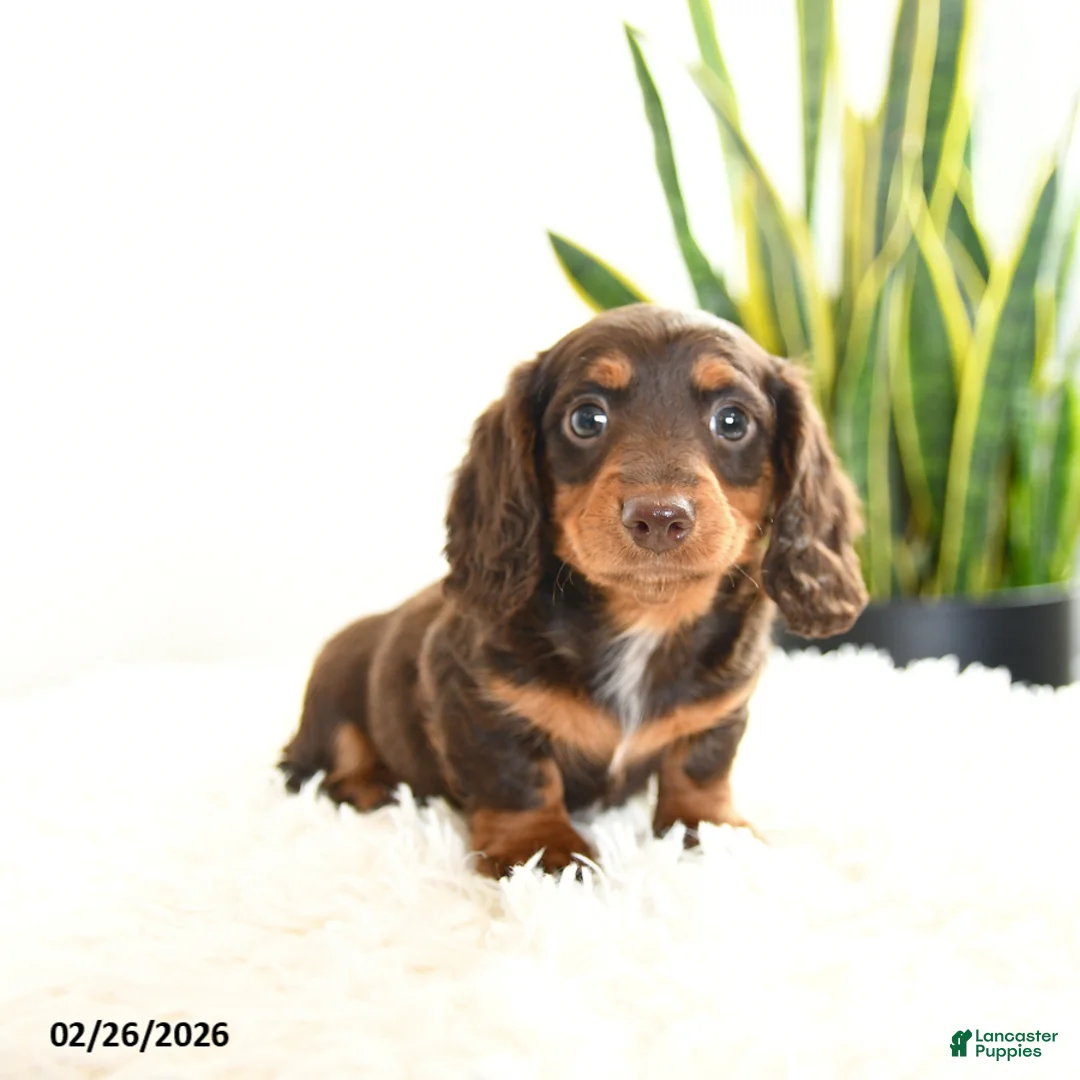 Miniature Dachshund dogs for sale: Ruby - Ad 5