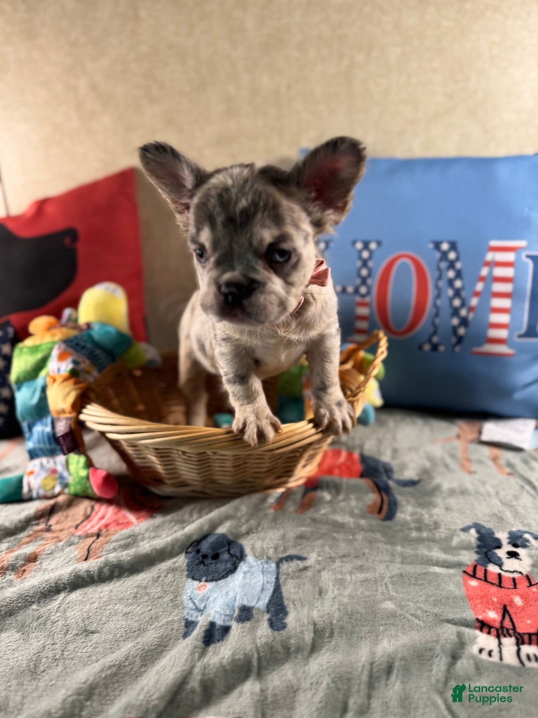 French Bulldog dogs for sale: French Bulldog Puppy 4 - Ad 2