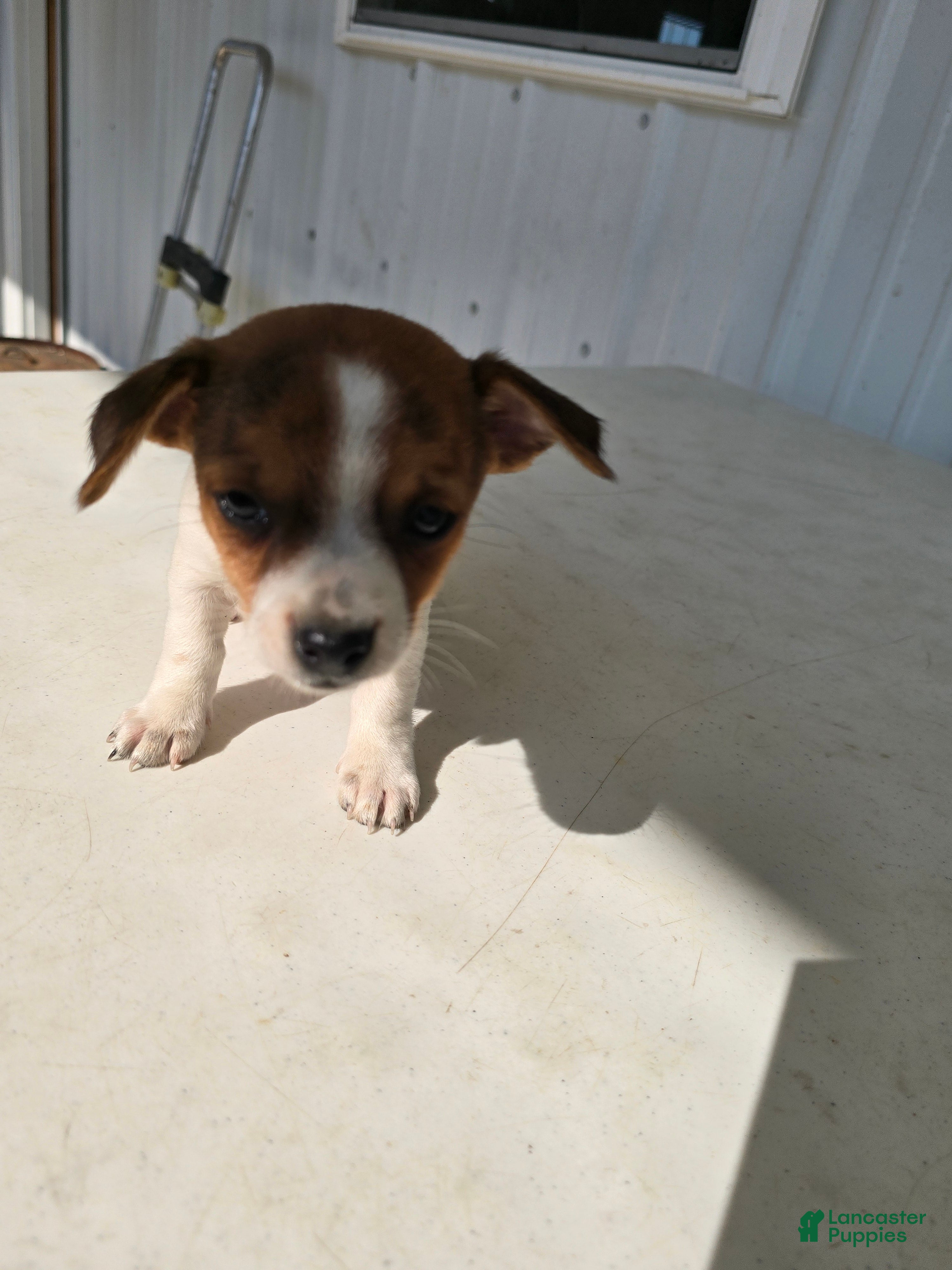 Chihuahua dogs Baby - Ad 1