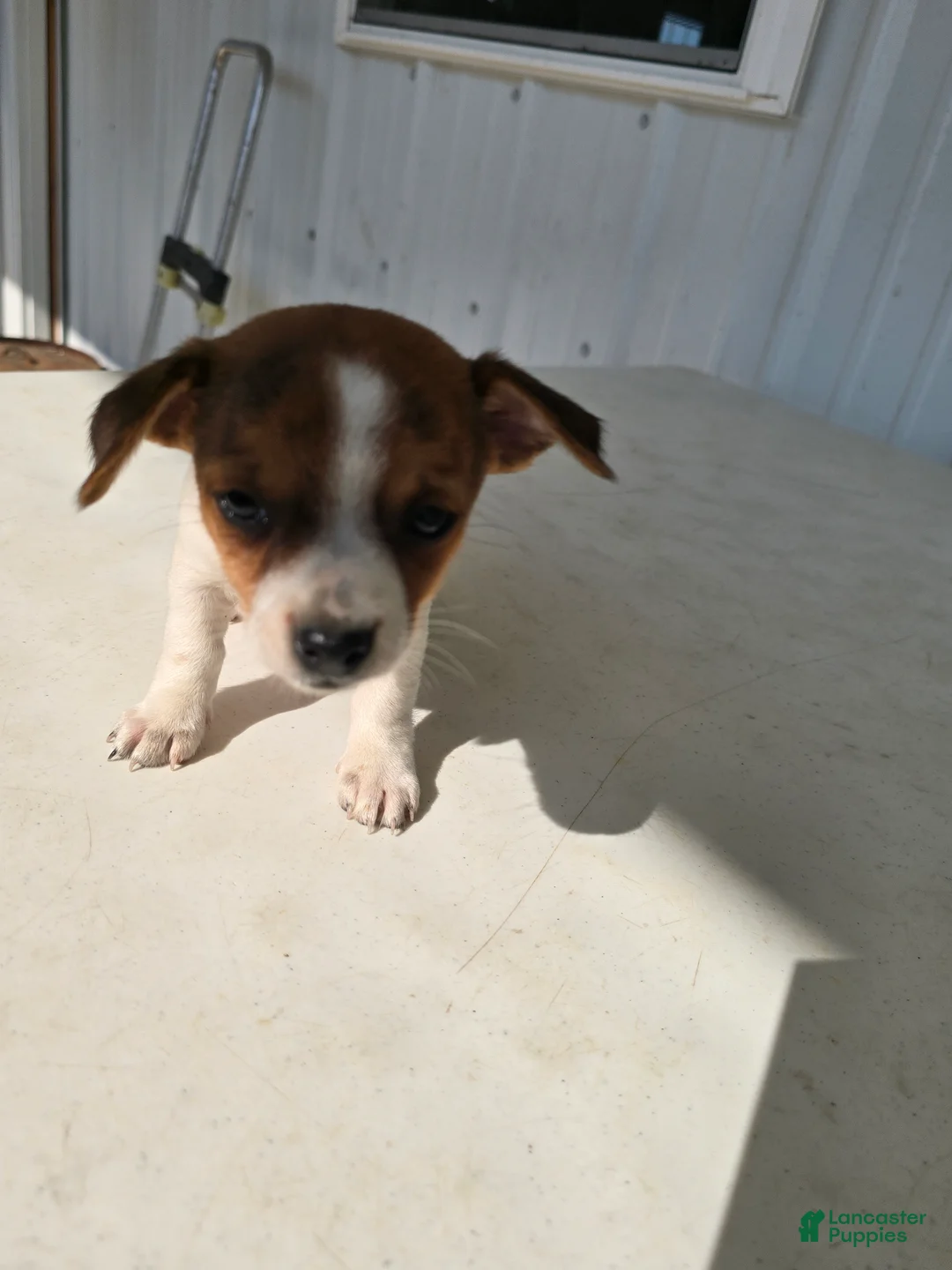 Chihuahua dogs for sale: Baby - Ad 1