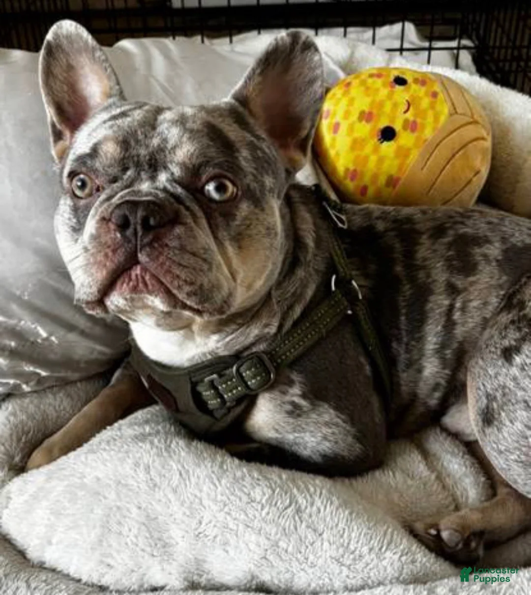French Bulldog dogs for stud: Helios The Stud - Ad 1