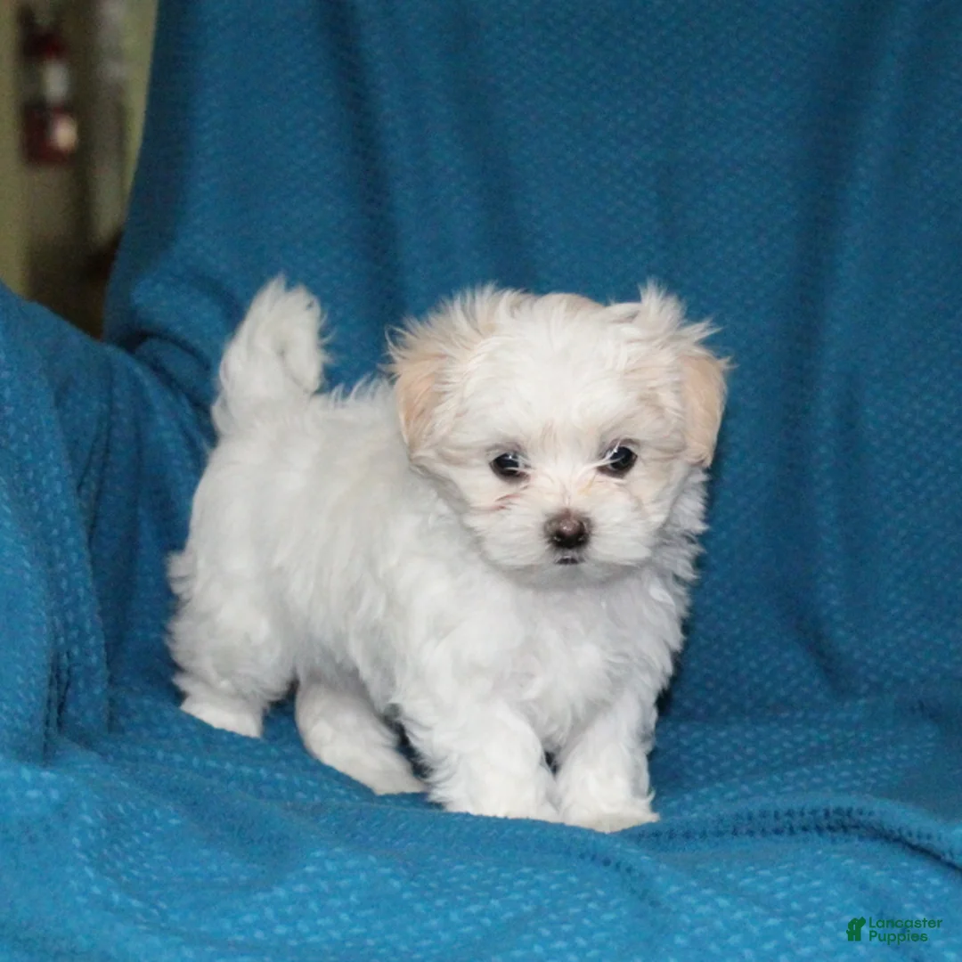 Malshi dogs for sale: Candace - Ad 2