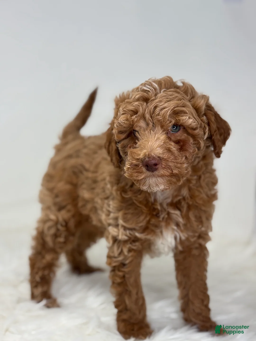 Miniature Poodle dogs for sale: Marion - Ad 4