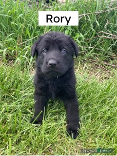 German Shepherd dogs German Shepherd (Rory) - Ad 32