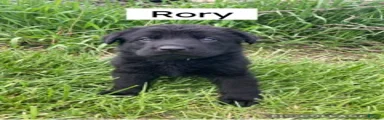 German Shepherd (Rory)