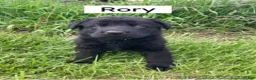 German Shepherd dogs for sale: German Shepherd (Rory) - Ad 1