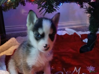 Pomsky dogs Pomsky Puppy 1 - Ad 42