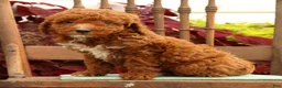 Miniature Poodle dogs for sale: Sonic - Ad 8