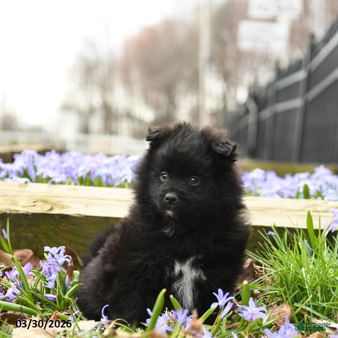 Pomeranian dogs for sale: Blackie - Ad 5