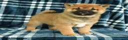 Shiba Inu dogs for sale: Samson - Ad 3