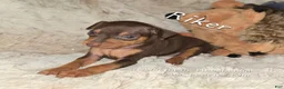 Miniature Pinscher dogs for sale: AKC Riker - Ad 1