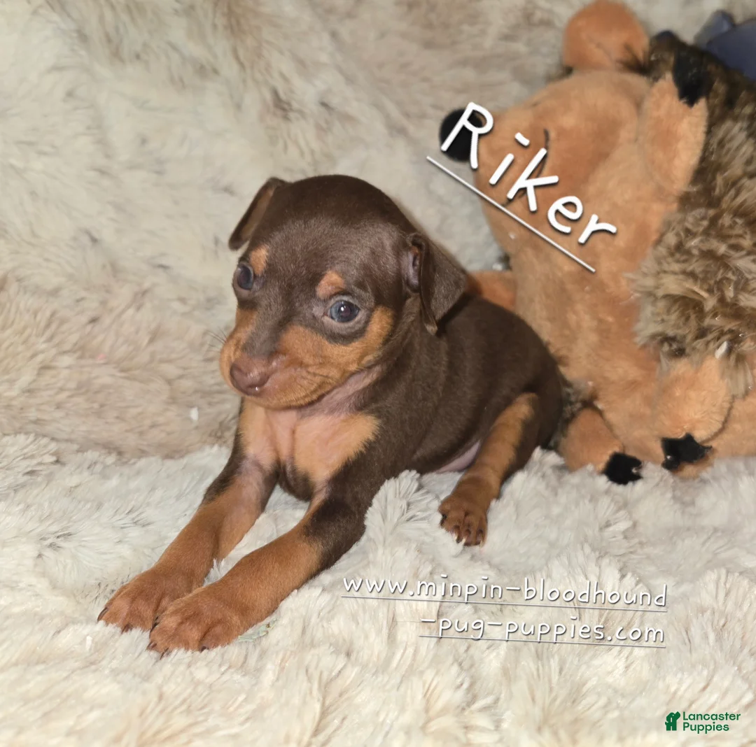 Miniature Pinscher dogs for sale: AKC Riker - Ad 1