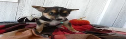 Australian Cattle Dog dogs for sale: Australian Cattle Dog 9 Blue Moon - Ad 2