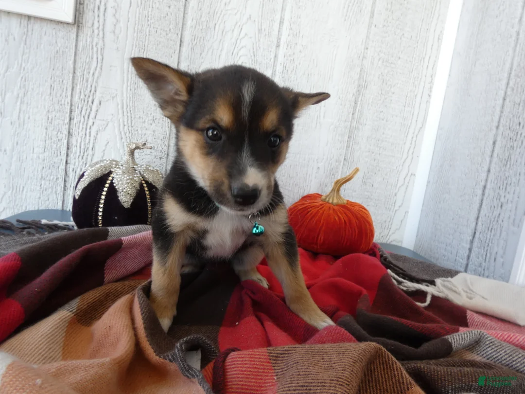 Australian Cattle Dog dogs for sale: Australian Cattle Dog 9 Blue Moon - Ad 2