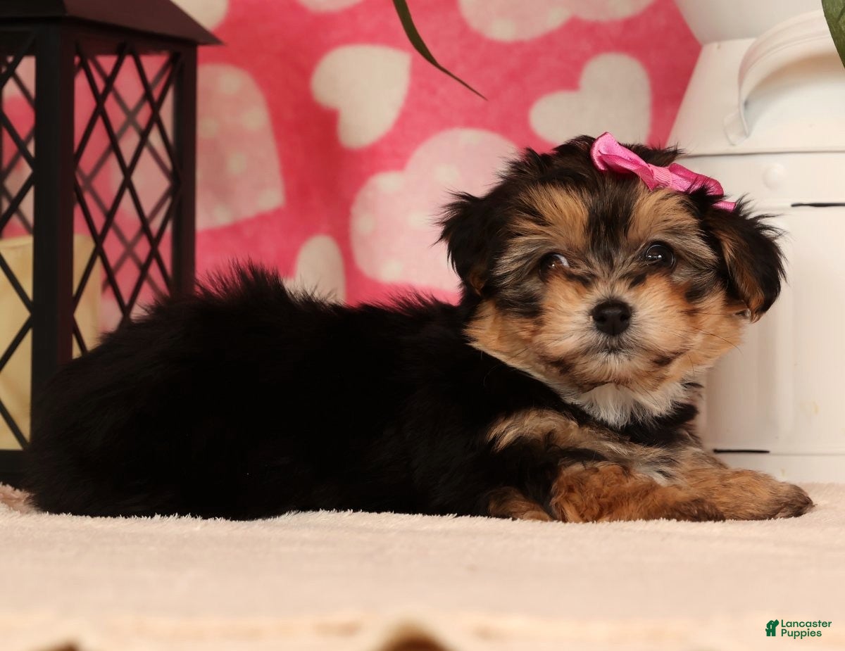 Yochon dogs Tony - Ad 12