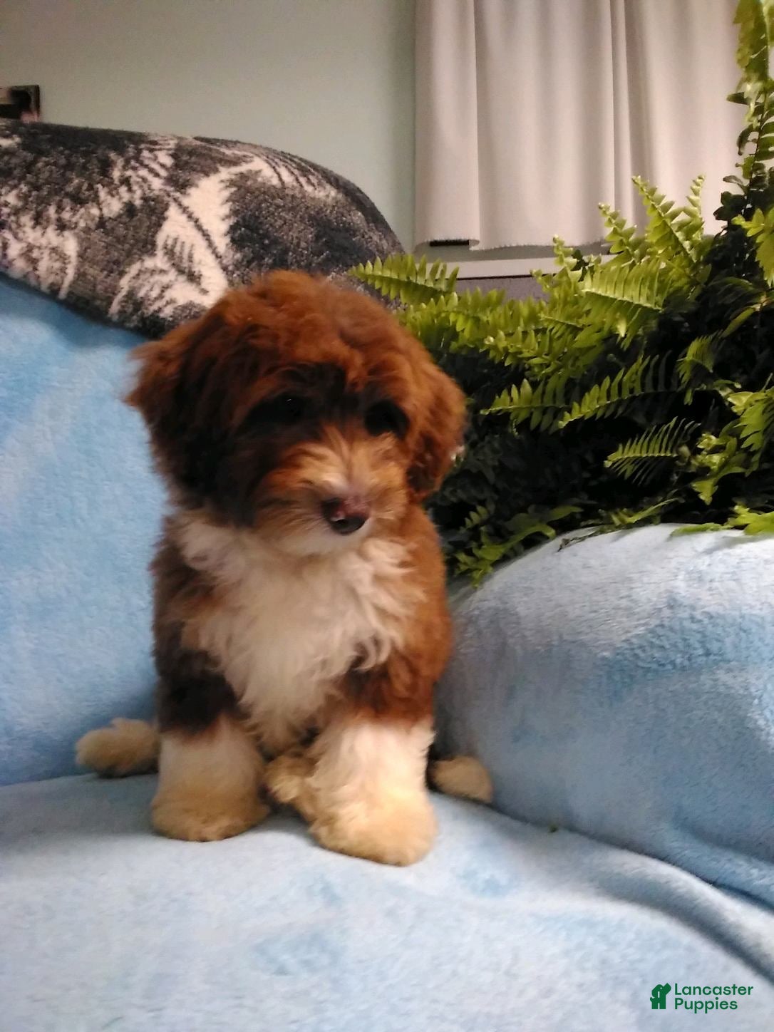 Mini Aussiedoodle dogs Dallas - Ad 1